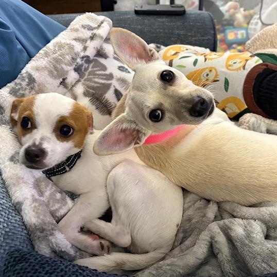Princess and Judy, Adoptable, Young Female Chihuahua.