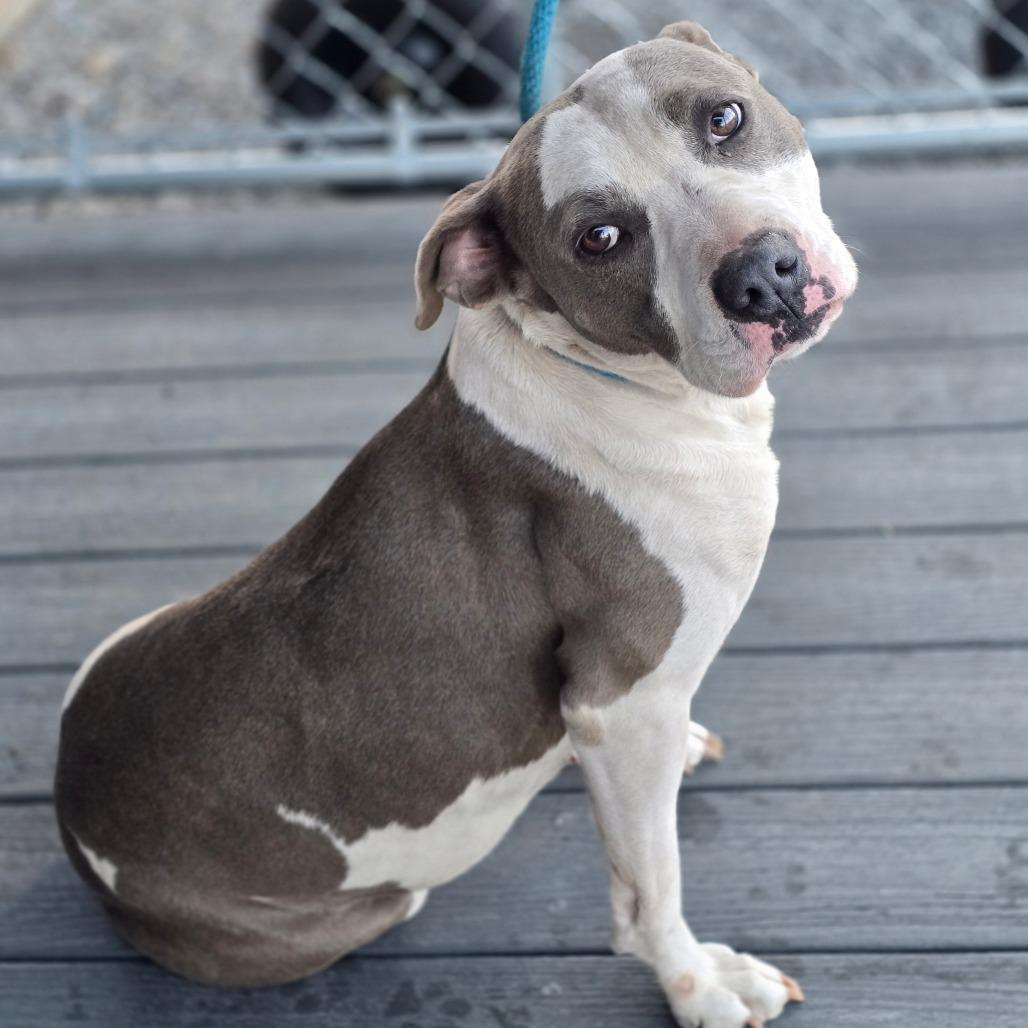 Gracie — thumbnail 2