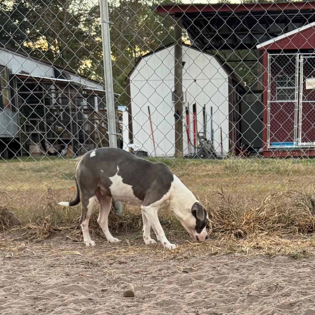 Gracie — thumbnail 3