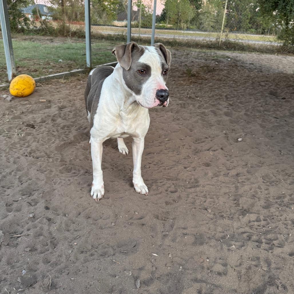 Gracie — thumbnail 4