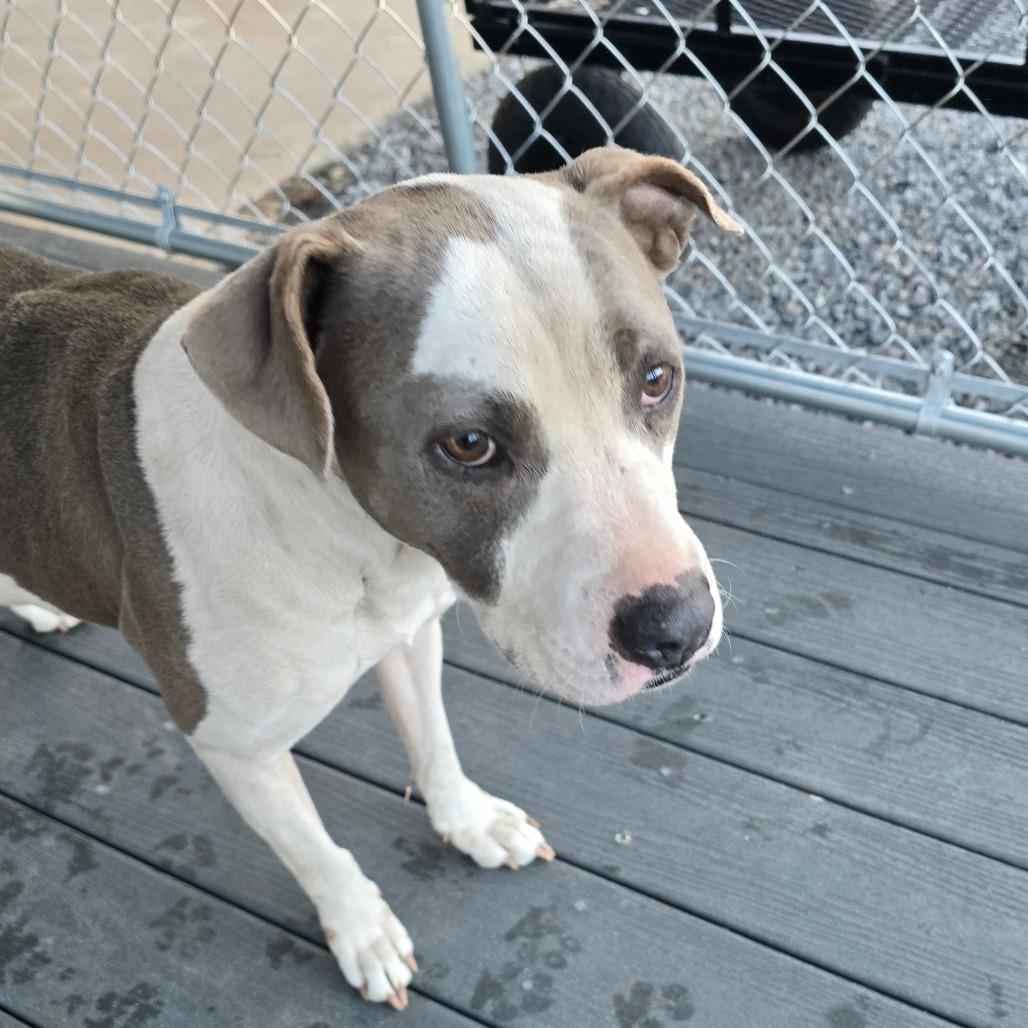 Gracie — thumbnail 5