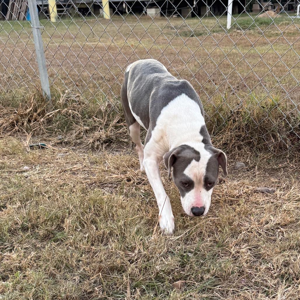 Gracie — thumbnail 6