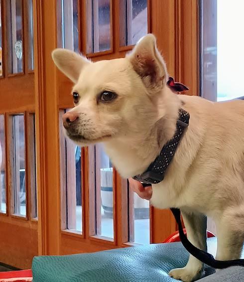 Enlarge SHERLOCK, a ADOPTABLE mixed breed in Yakima, WA image 6/6