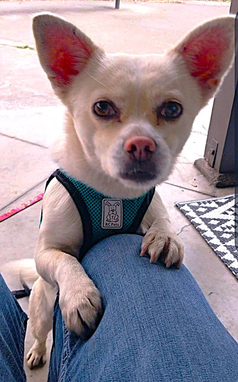 Enlarge SHERLOCK, a ADOPTABLE mixed breed in Yakima, WA image 5/6