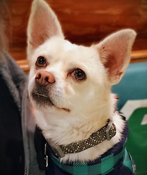 SHERLOCK, ADOPTABLE, Adult Male Chihuahua & Terrier.