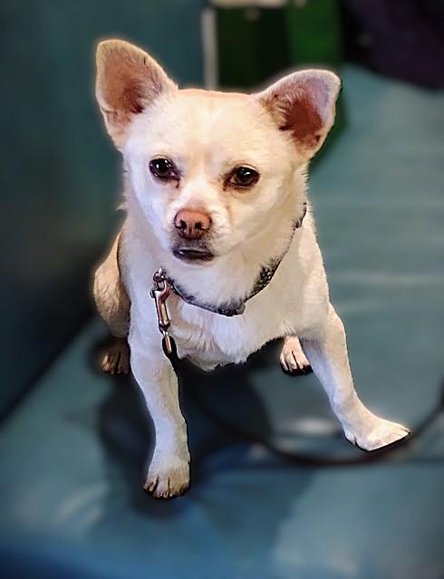 Enlarge SHERLOCK, a ADOPTABLE mixed breed in Yakima, WA image 2/6