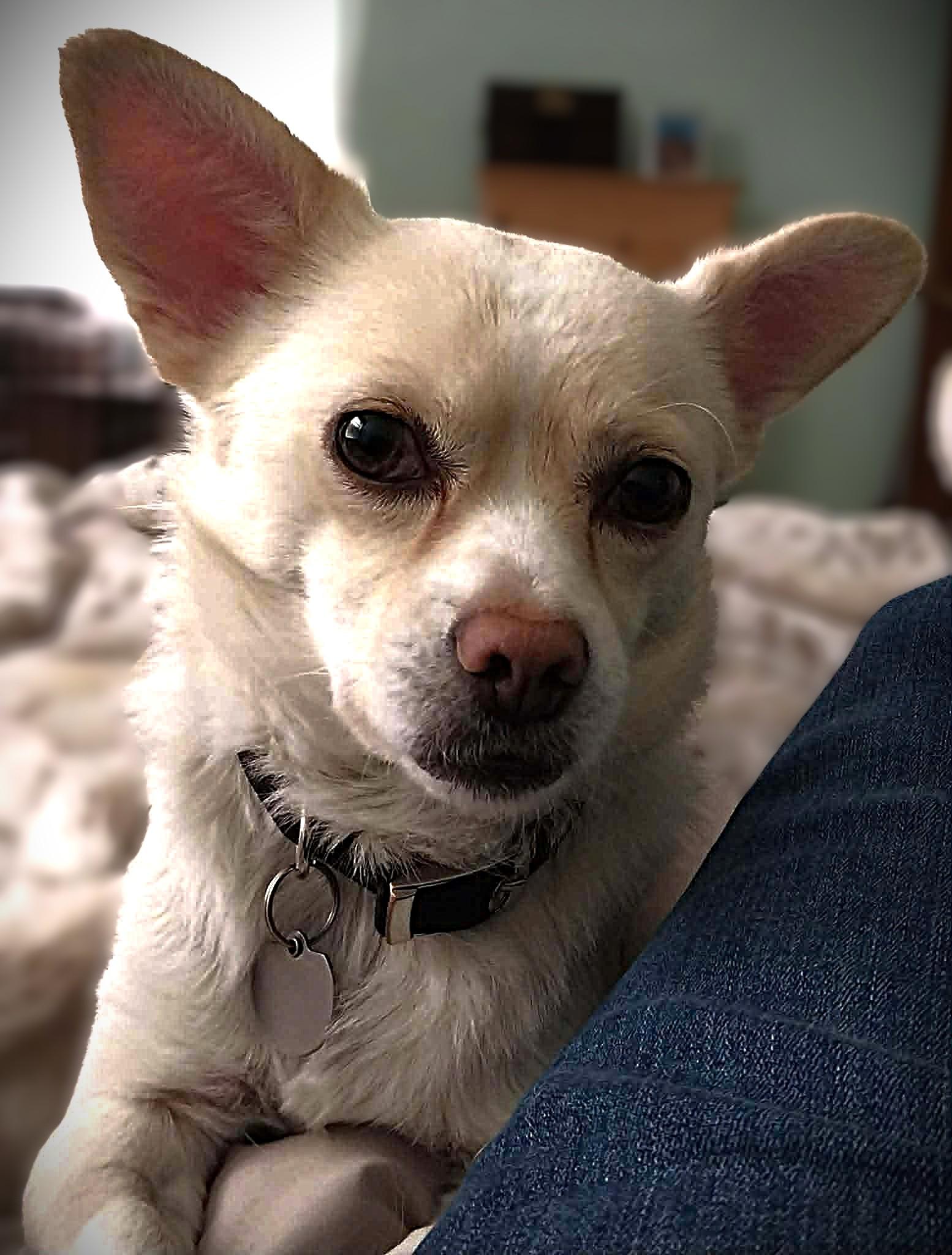 Enlarge SHERLOCK, a ADOPTABLE mixed breed in Yakima, WA image 1/6