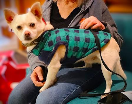 Enlarge SHERLOCK, a ADOPTABLE mixed breed in Yakima, WA image 3/6