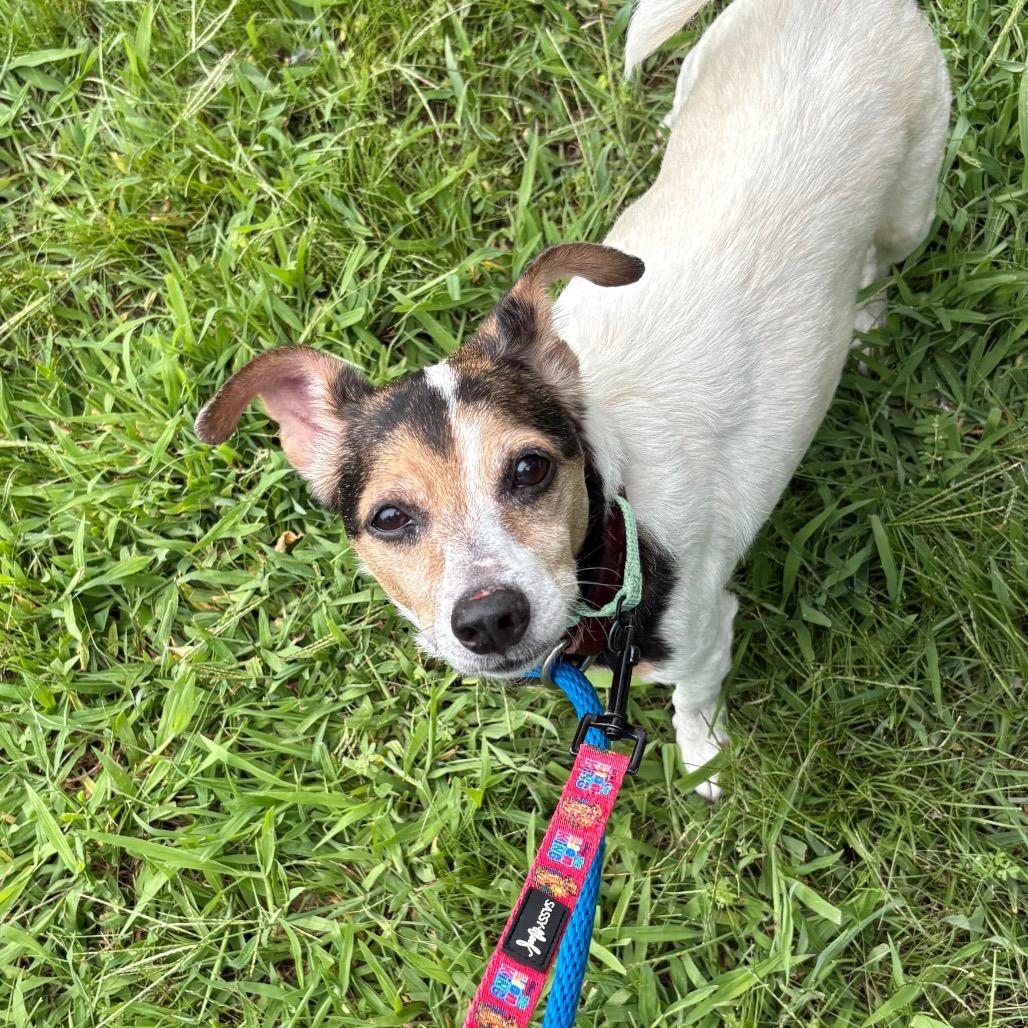 Dale, Adoptable, Senior Male Mixed Breed.