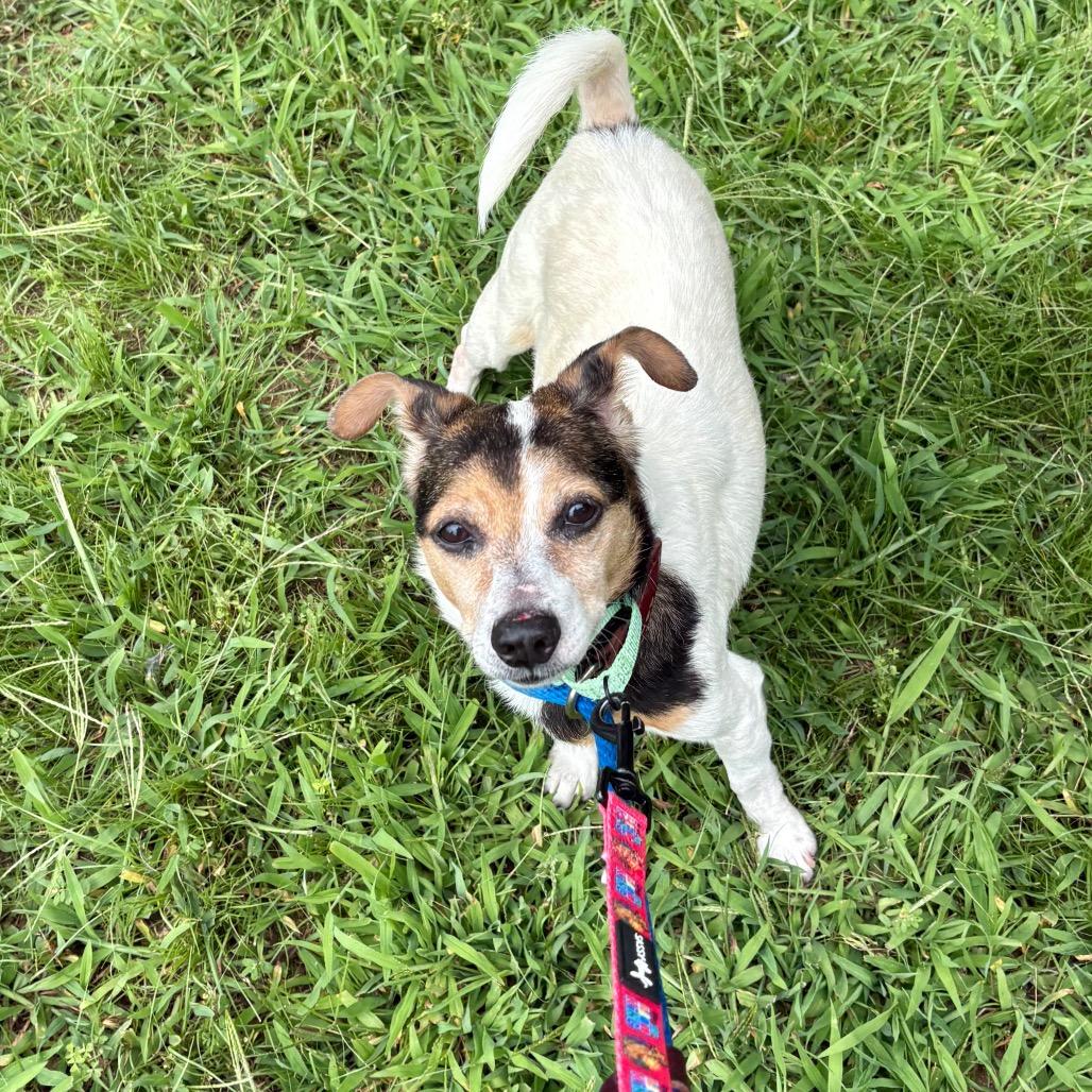 Enlarge Dale, a Adoptable Mixed Breed in Westhampton, NY image 2/5