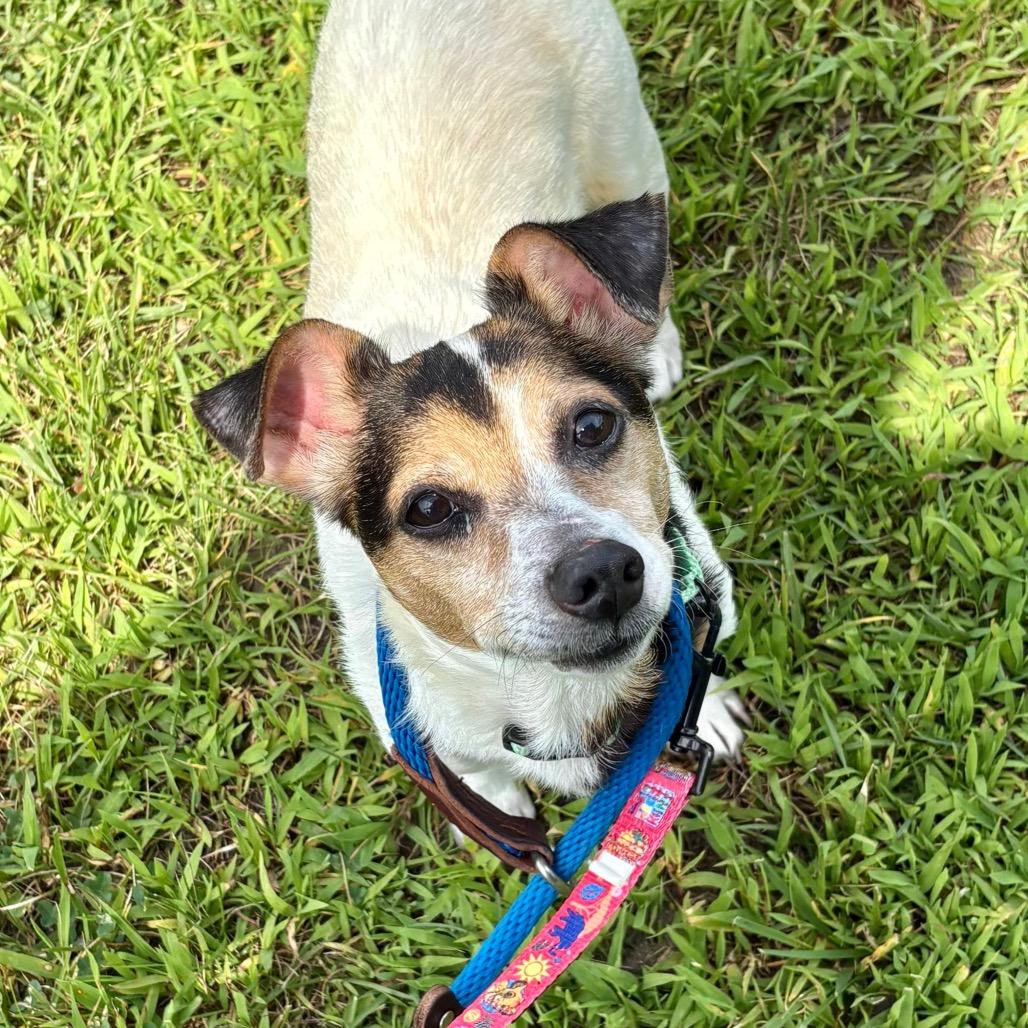 Enlarge Dale, a Adoptable Mixed Breed in Westhampton, NY image 3/5