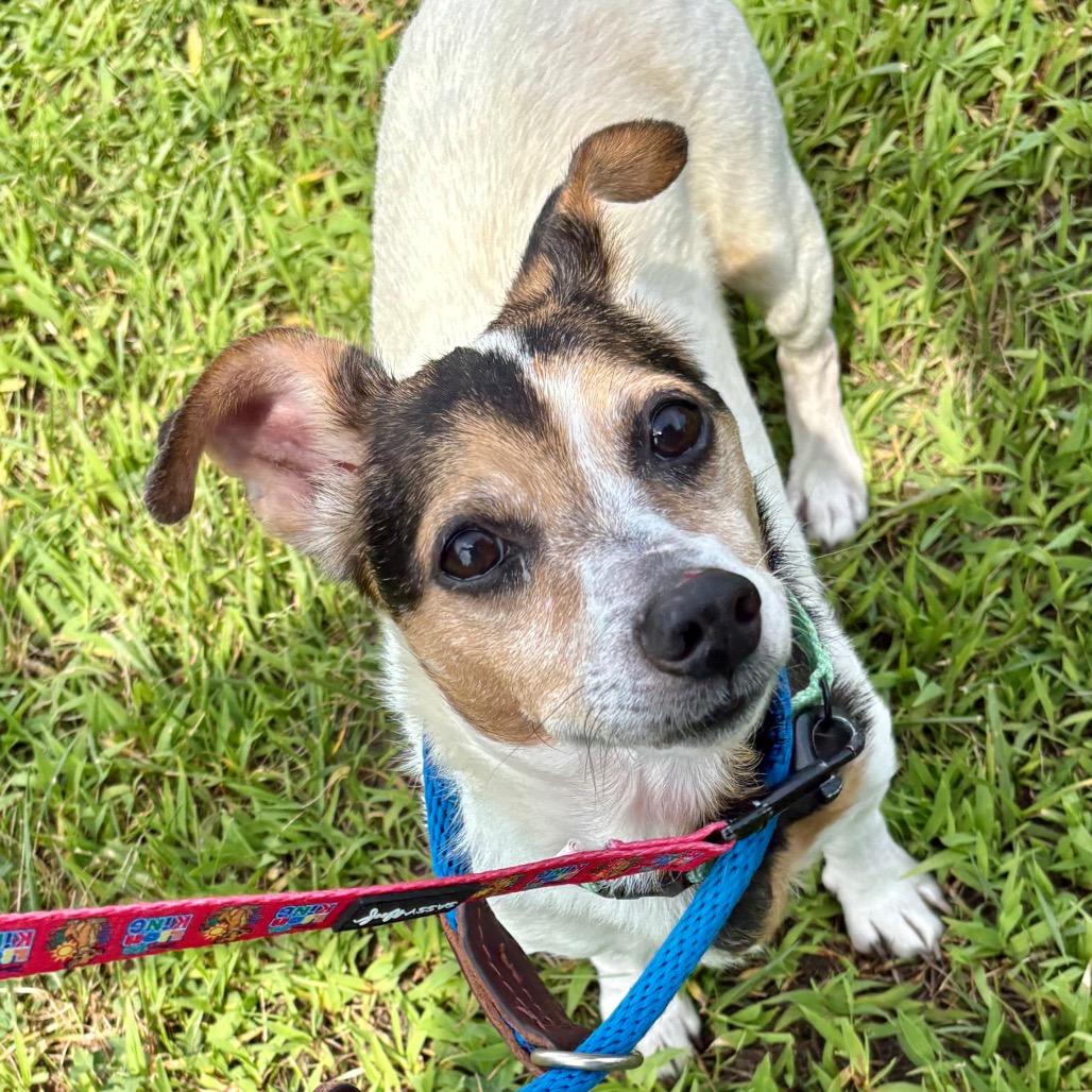 Enlarge Dale, a Adoptable Mixed Breed in Westhampton, NY image 4/5