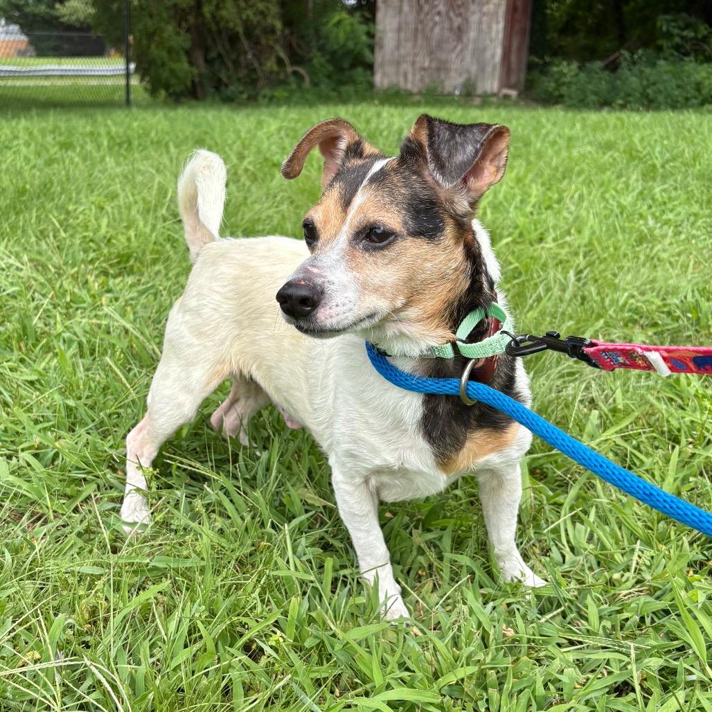 Enlarge Dale, a Adoptable Mixed Breed in Westhampton, NY image 5/5