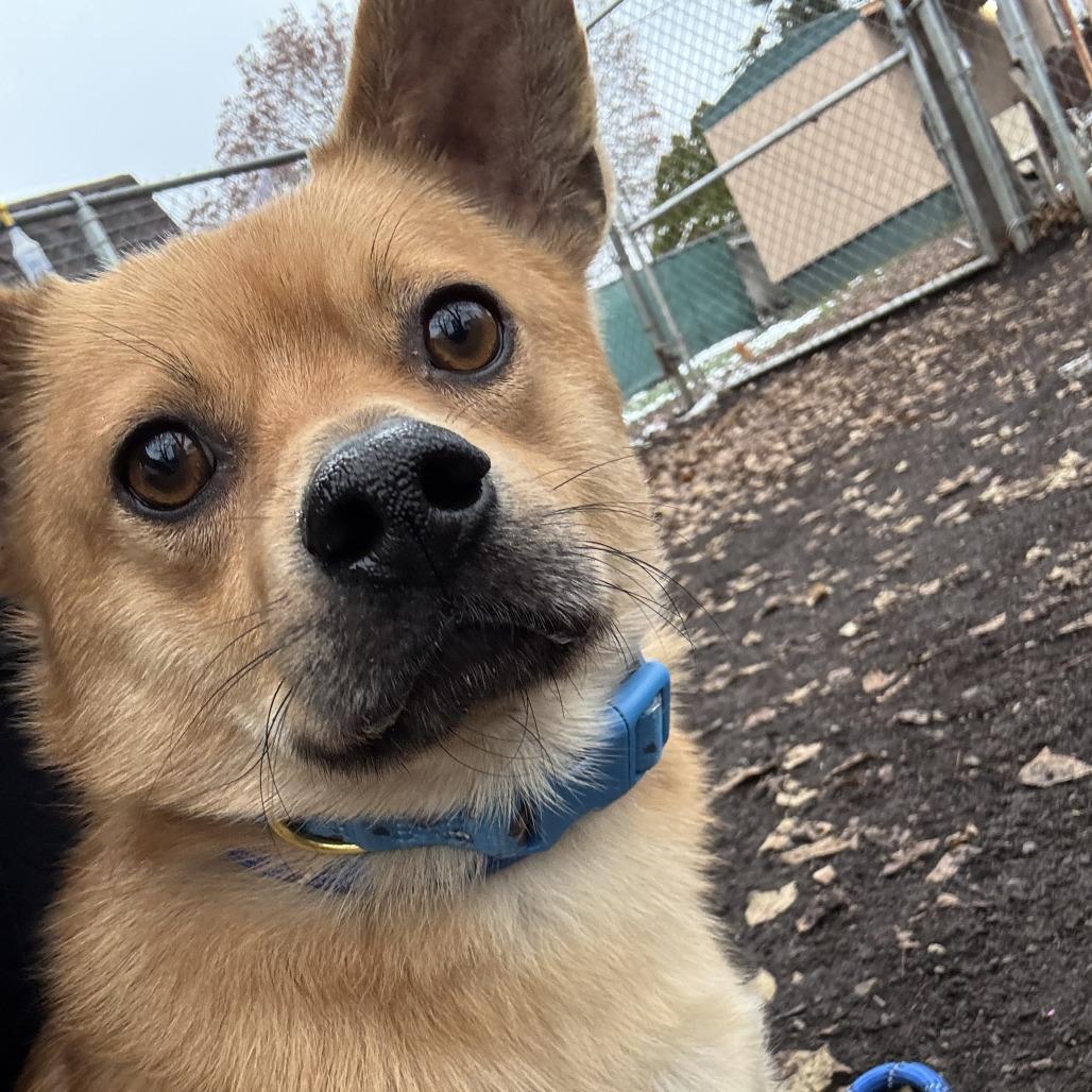 Enlarge Blitzen, a Adoptable mixed breed in Spokane, WA image 1/4