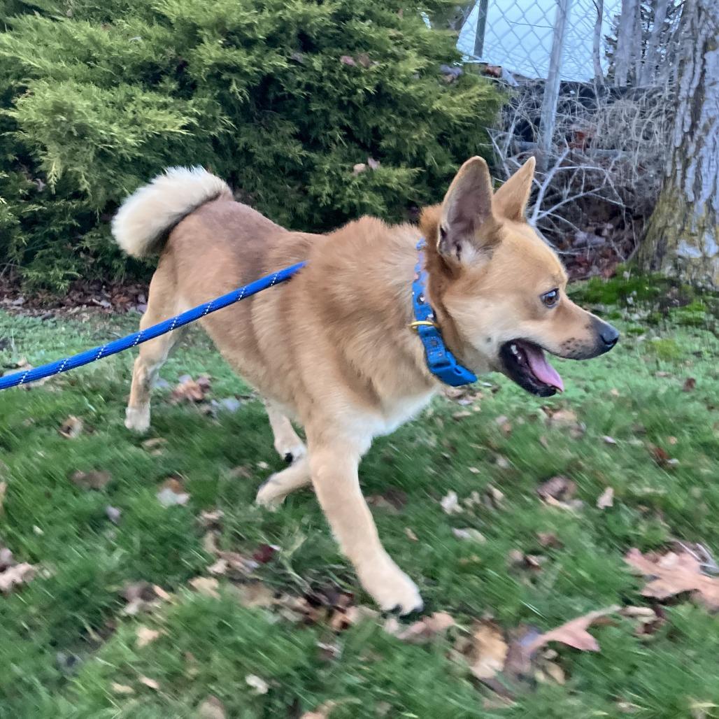 Enlarge Blitzen, a Adoptable mixed breed in Spokane, WA image 2/4
