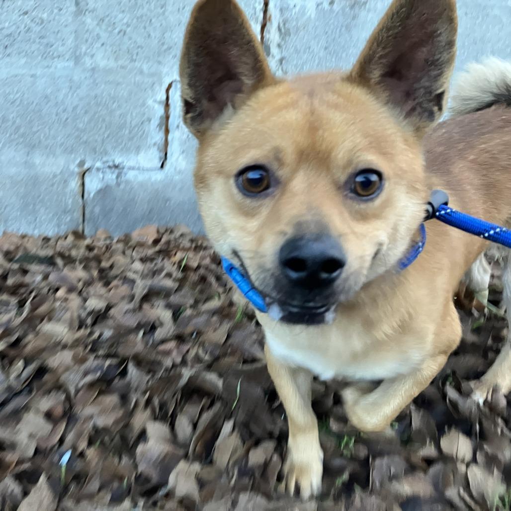 Enlarge Blitzen, a Adoptable mixed breed in Spokane, WA image 3/4