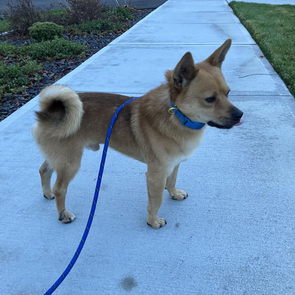 Enlarge Blitzen, a Adoptable mixed breed in Spokane, WA image 4/4