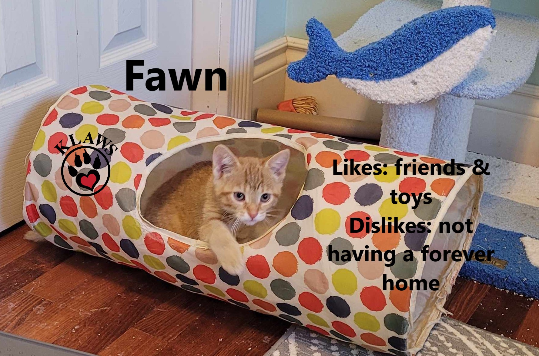 Fawn, Adopted, Kitten Female Domestic Short Hair.