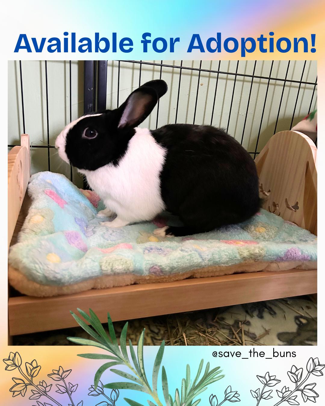 Enlarge Onion, a Adopted Dutch in Stafford Springs, CT image 2/2