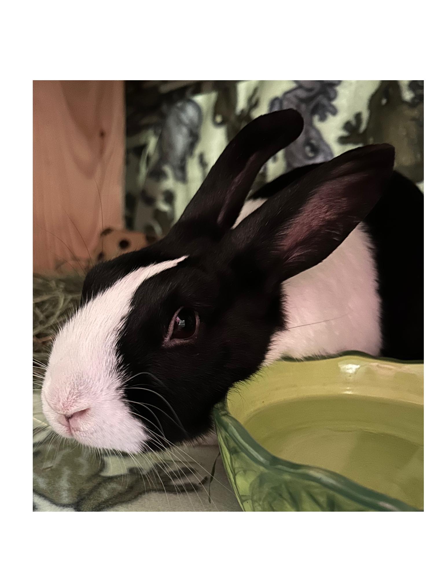 Onion, Adopted, Adult Male Dutch.