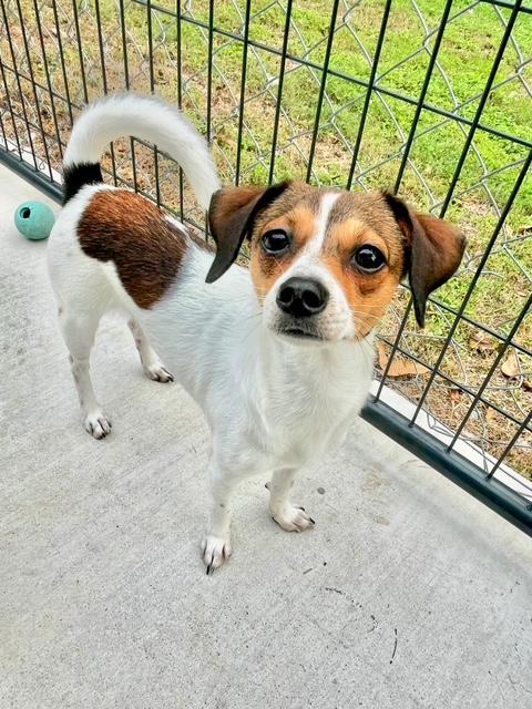 FIRST SON, Adoptable, Young Male Jack Russell Terrier & Chihuahua.
