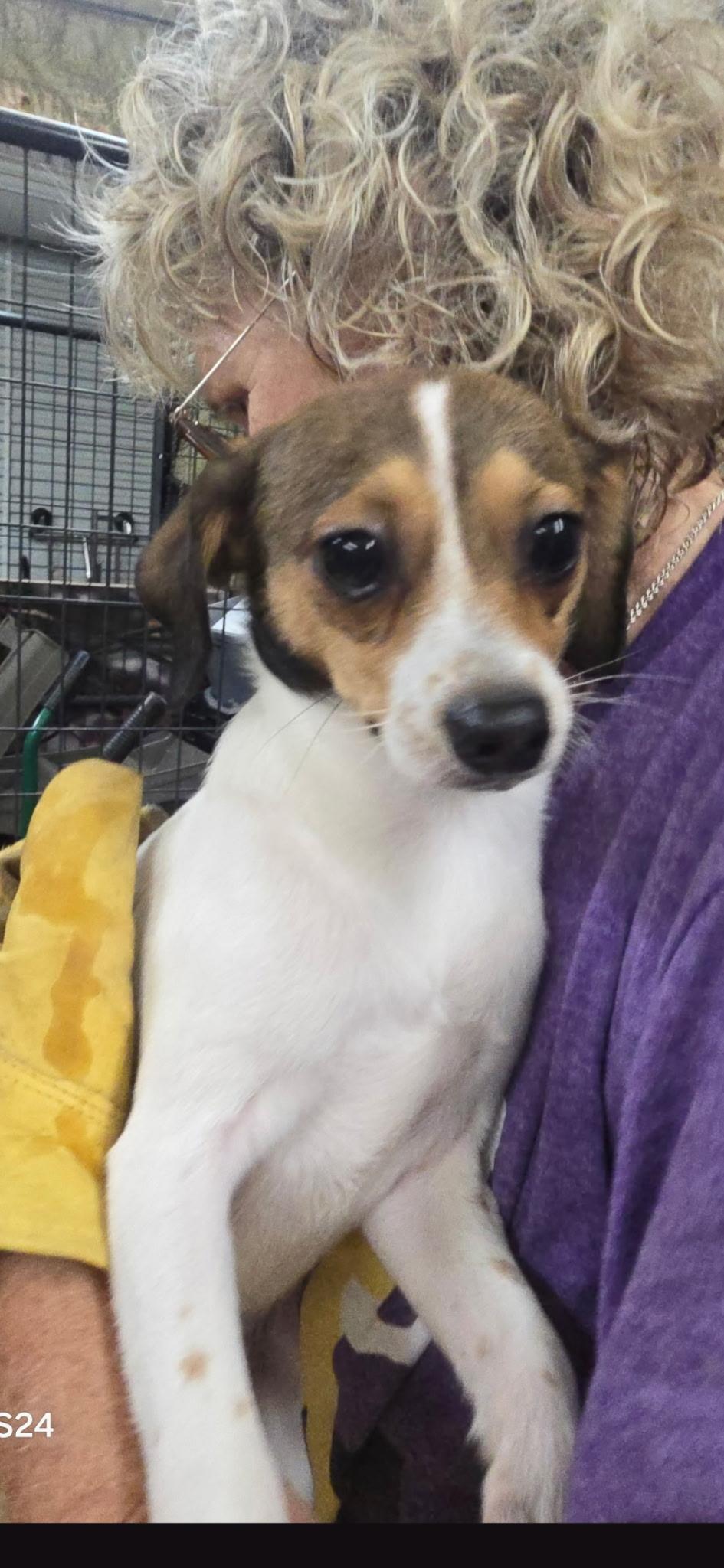 Enlarge FIRST SON, a Adoptable mixed breed in Lakeway, TX image 3/3