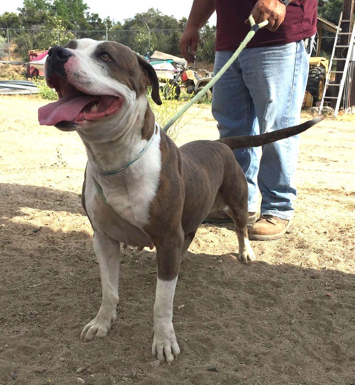 Enlarge Dorothy, a ADOPTABLE Pit Bull Terrier in Ventura, CA image 4/6