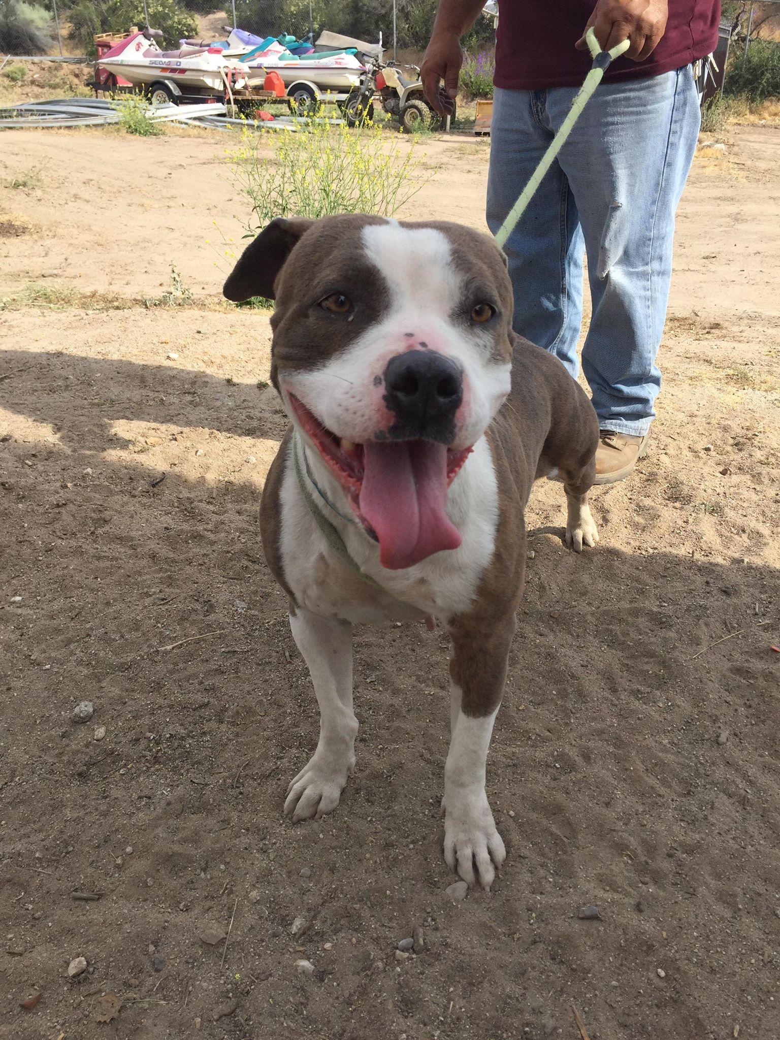 Enlarge Dorothy, a ADOPTABLE Pit Bull Terrier in Ventura, CA image 5/6