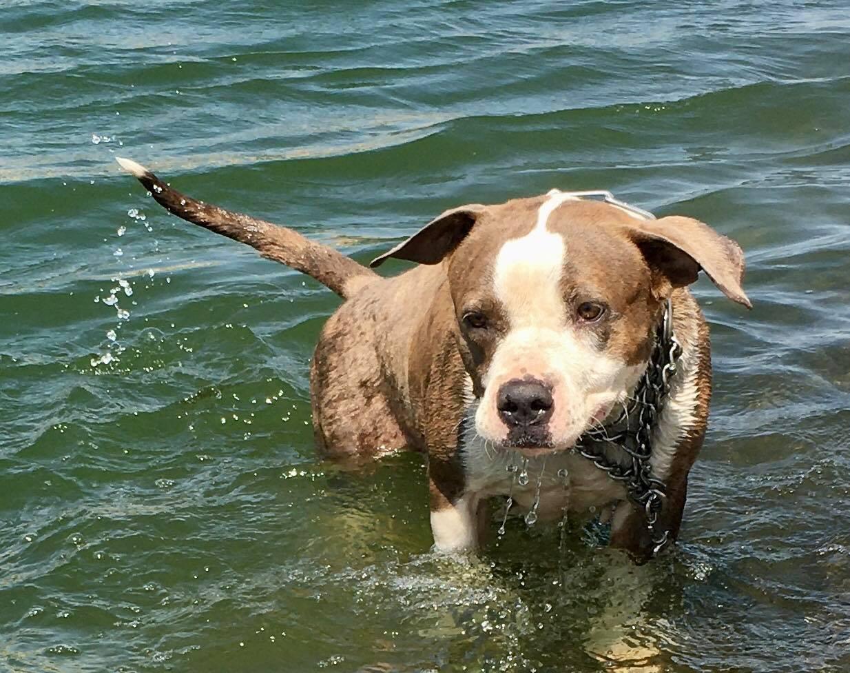 Enlarge Dorothy, a ADOPTABLE Pit Bull Terrier in Ventura, CA image 6/6