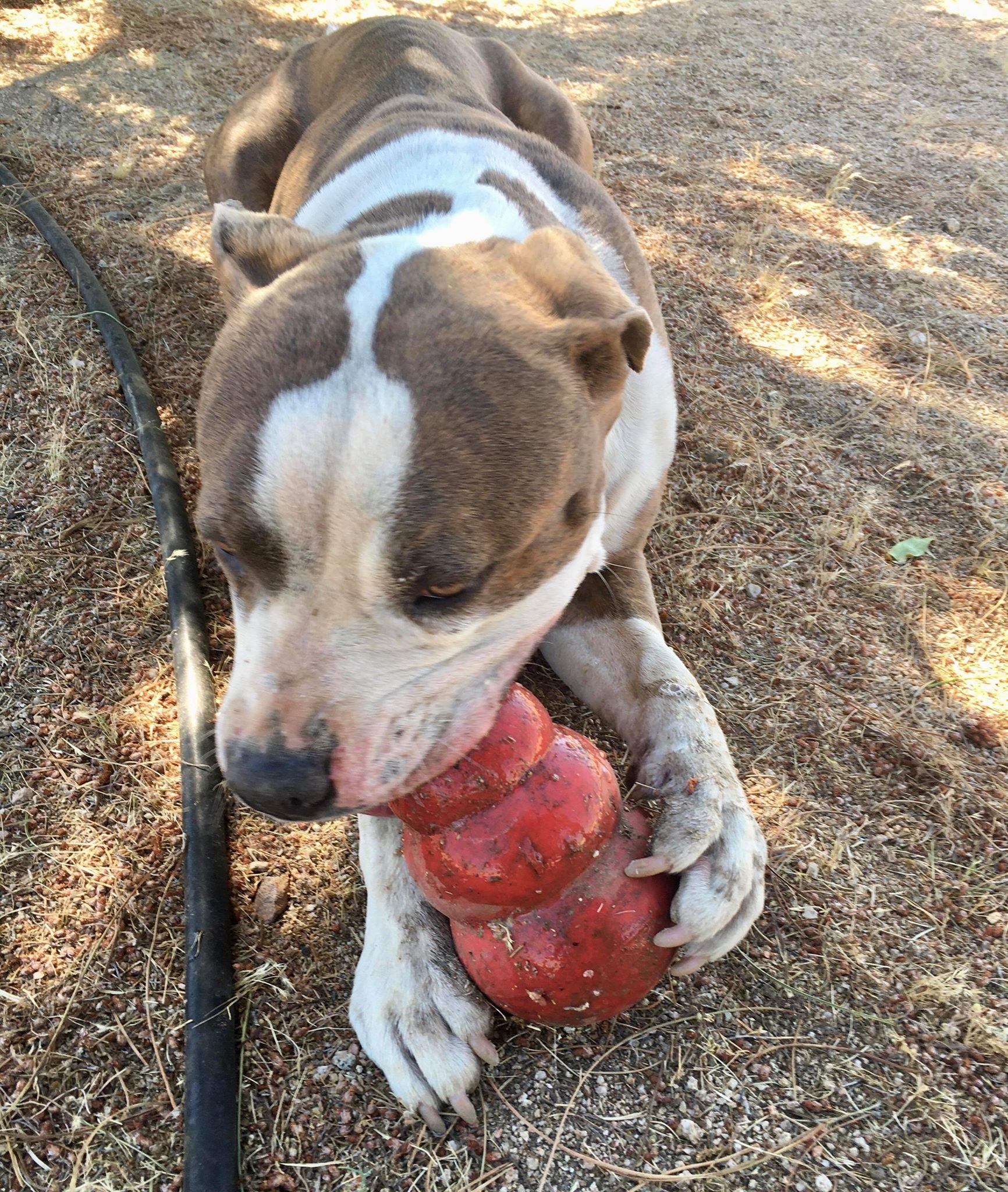 Enlarge Dorothy, a ADOPTABLE Pit Bull Terrier in Ventura, CA image 3/6
