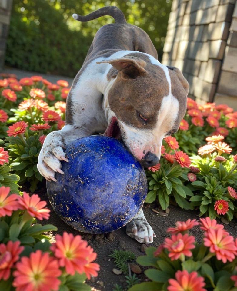 Enlarge Dorothy, a ADOPTABLE Pit Bull Terrier in Ventura, CA image 2/6