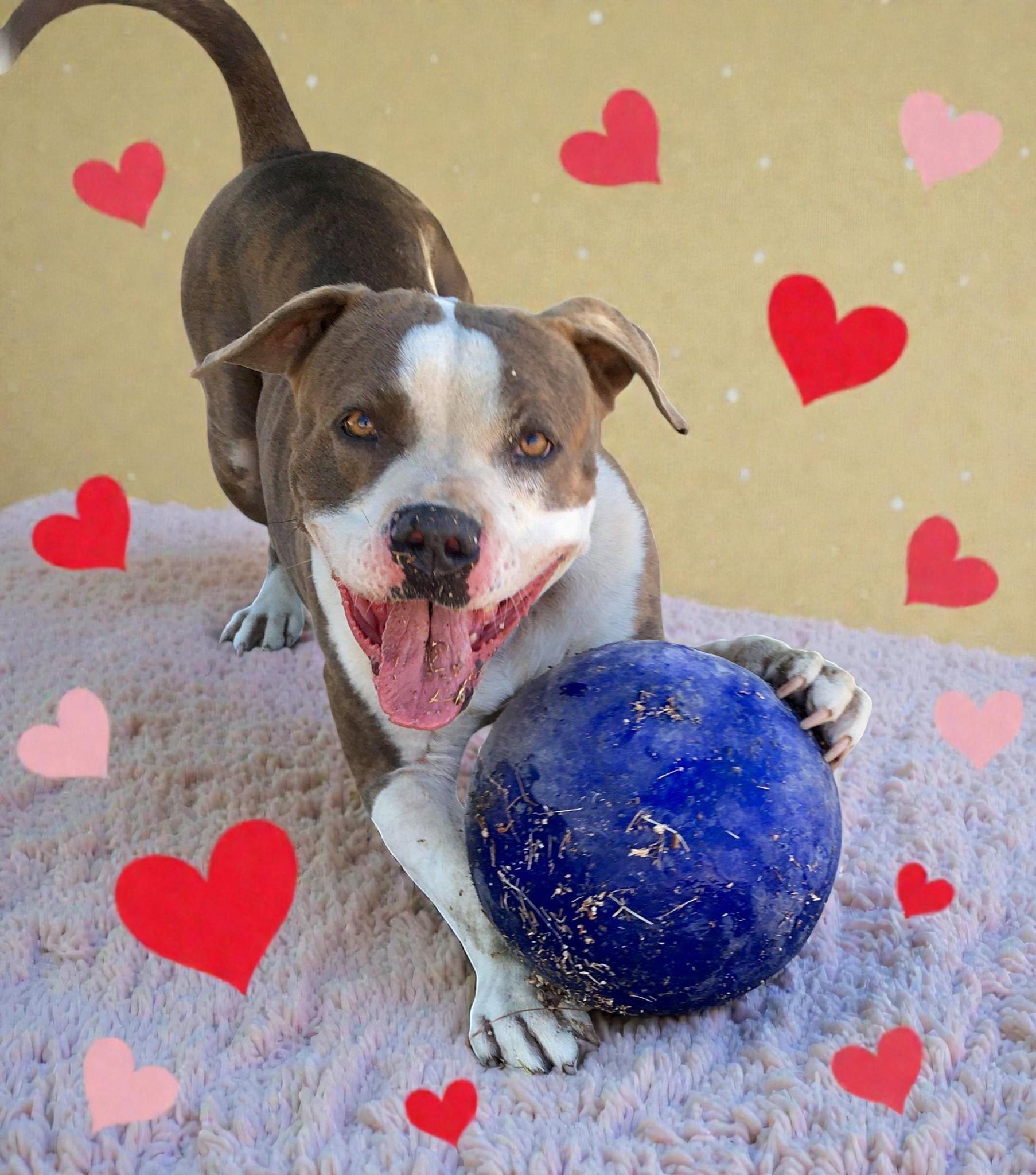 Dorothy, ADOPTABLE, Adult Female Pit Bull Terrier.