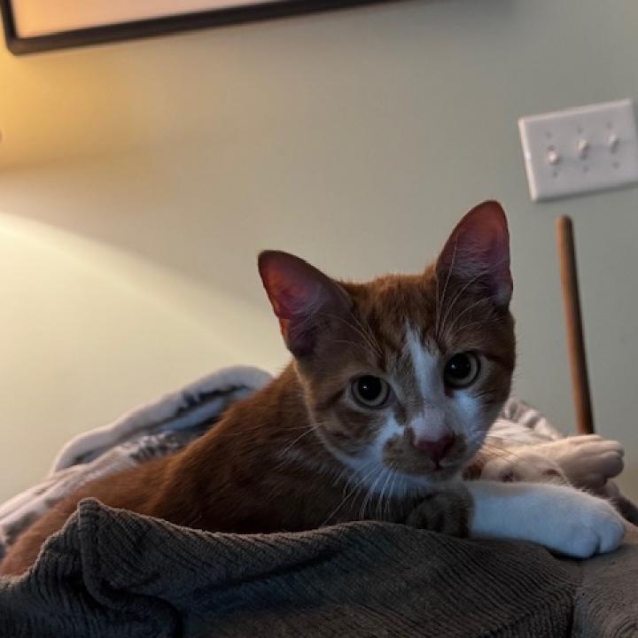 Enlarge Honeybun, a Adoptable Domestic Short Hair in Stokesdale, NC image 1/1