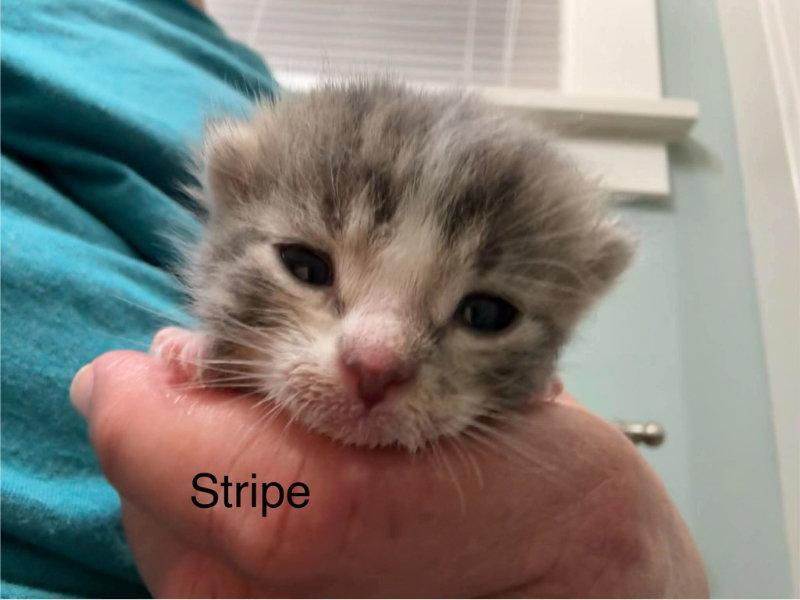 Stripe, Adoptable, Kitten Male Domestic Short Hair & Tabby.