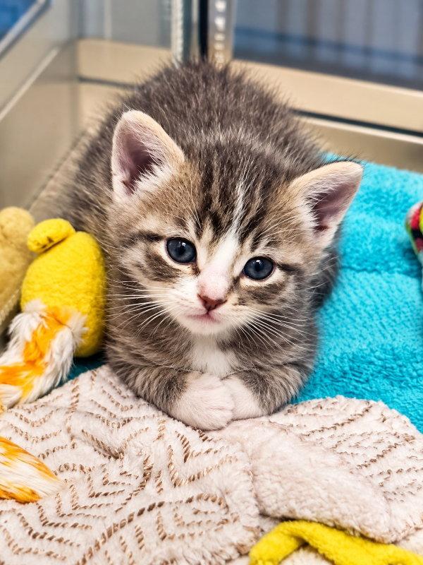 Enlarge Stripe, a Adoptable mixed breed in Mankato, MN image 3/3