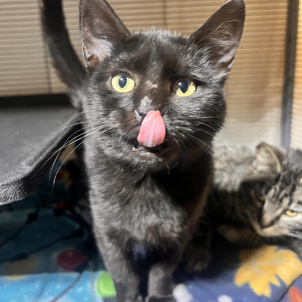 Cricket, Adoptable, Kitten Female Domestic Short Hair.
