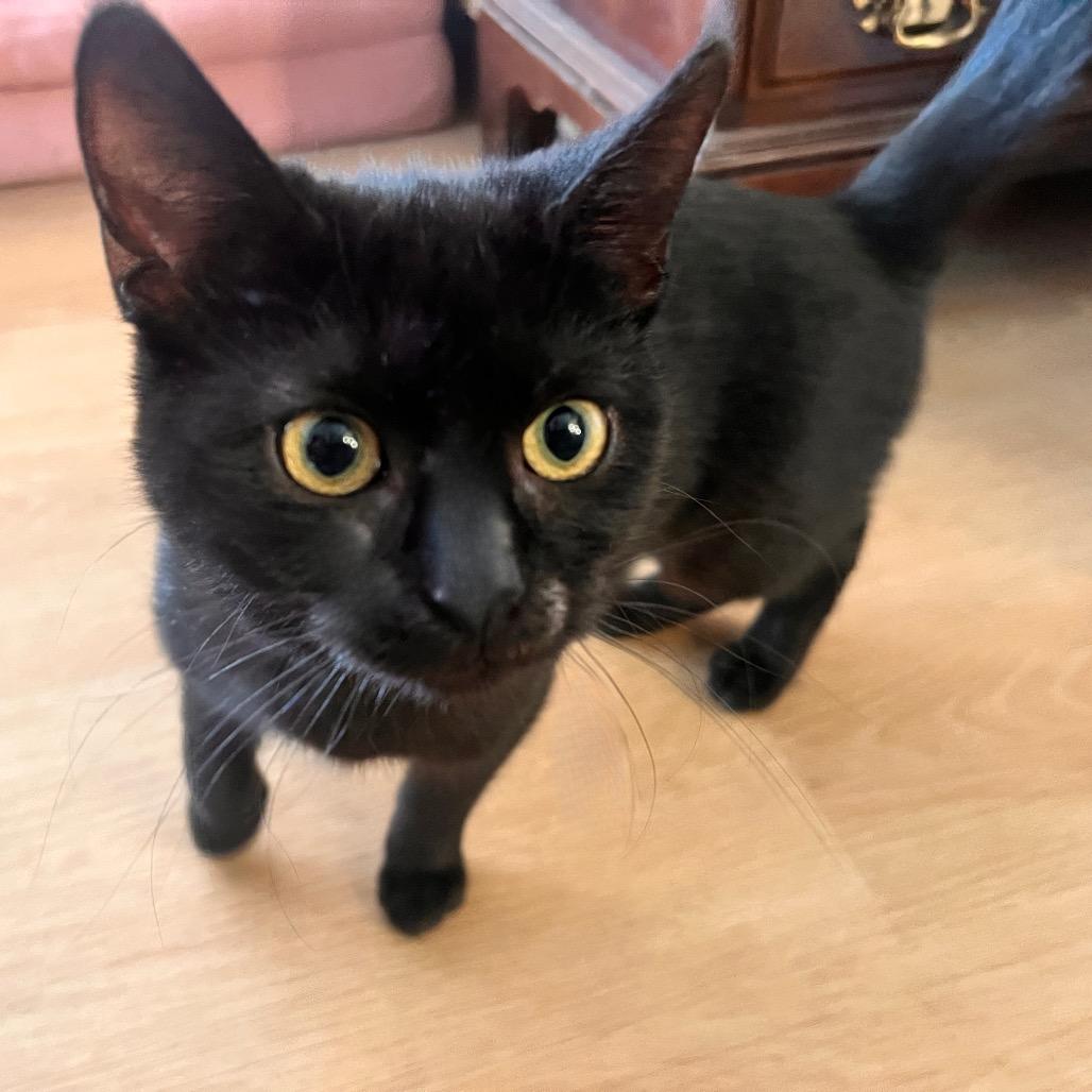 Enlarge Cricket, a Adoptable Domestic Short Hair in Springfield, OH image 2/3