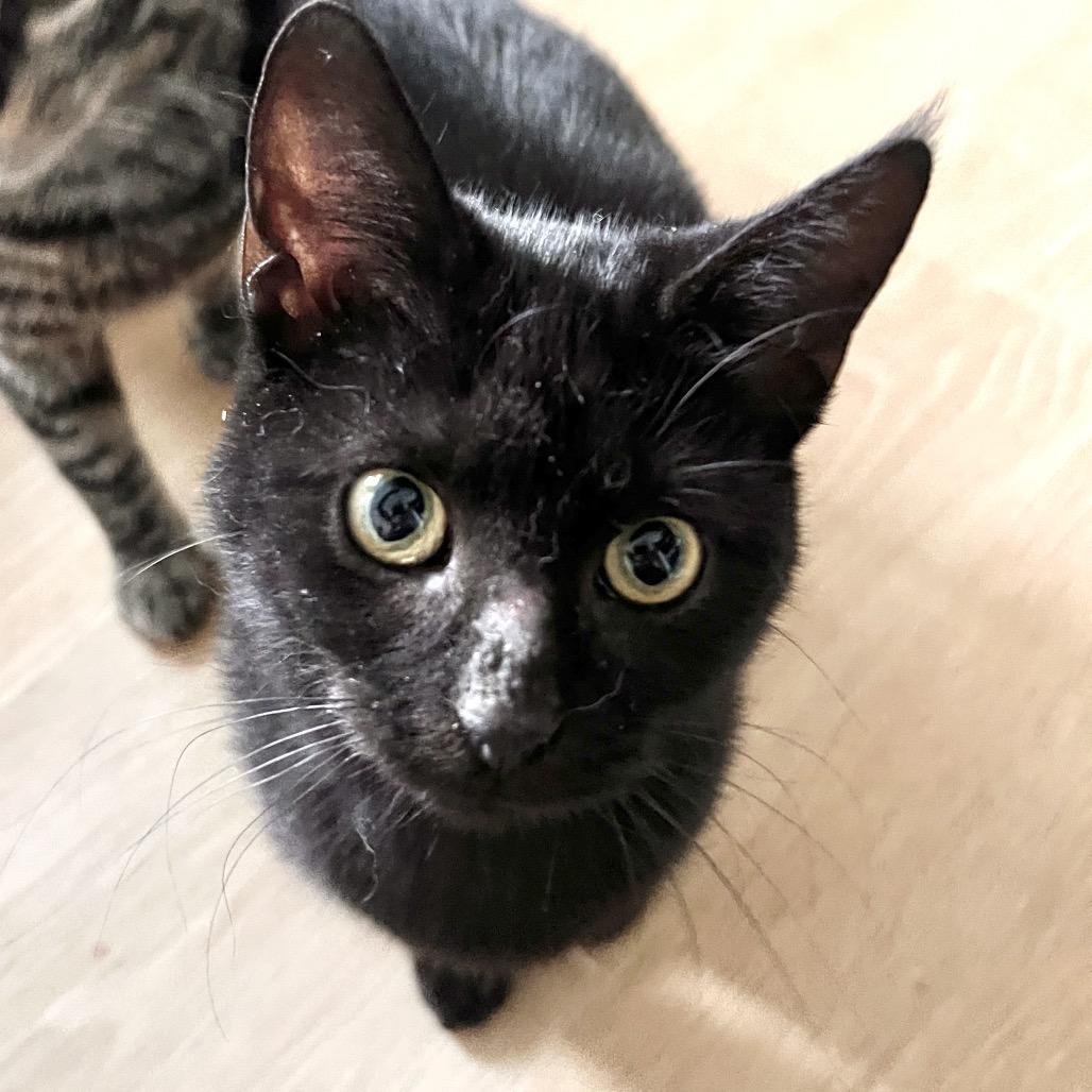 Enlarge Cricket, a Adoptable Domestic Short Hair in Springfield, OH image 3/3
