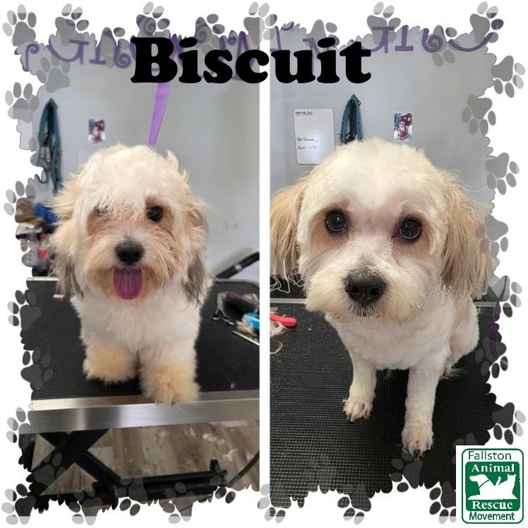 Enlarge Blizzard, a ADOPTABLE mixed breed in Bel Air, MD image 1/2