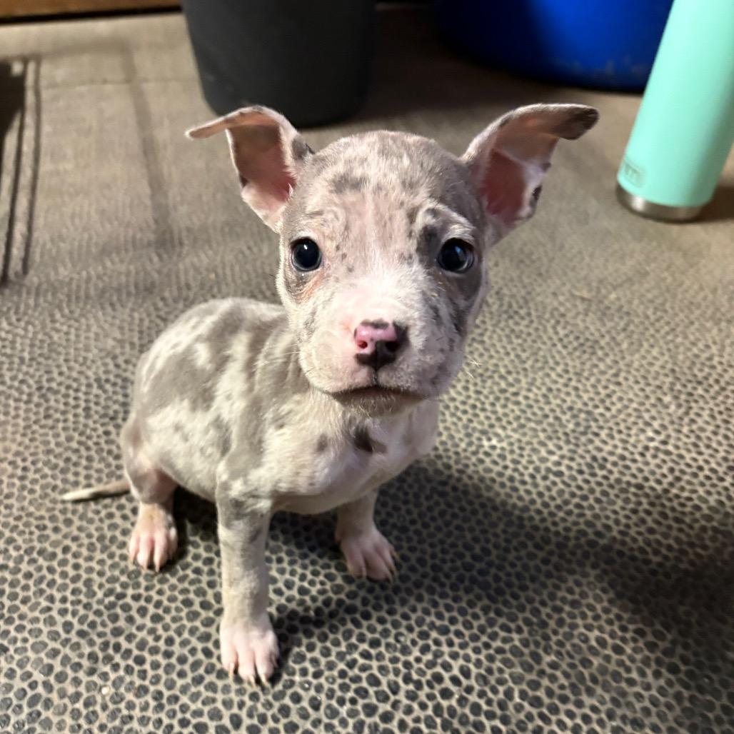 Bonnie, Adoptable, Puppy Female Mixed Breed.