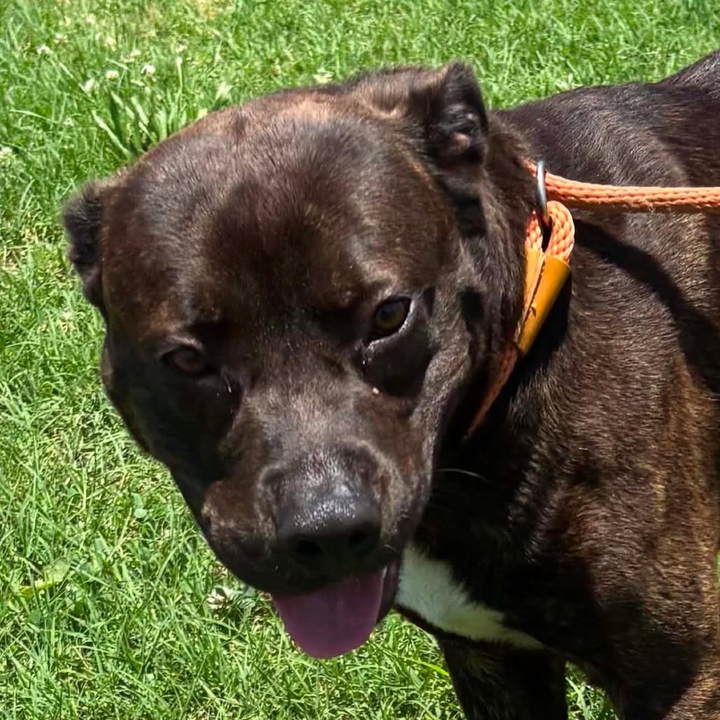 Bubbie *, Adoptable, Adult Male Labrador Retriever & Plott Hound.