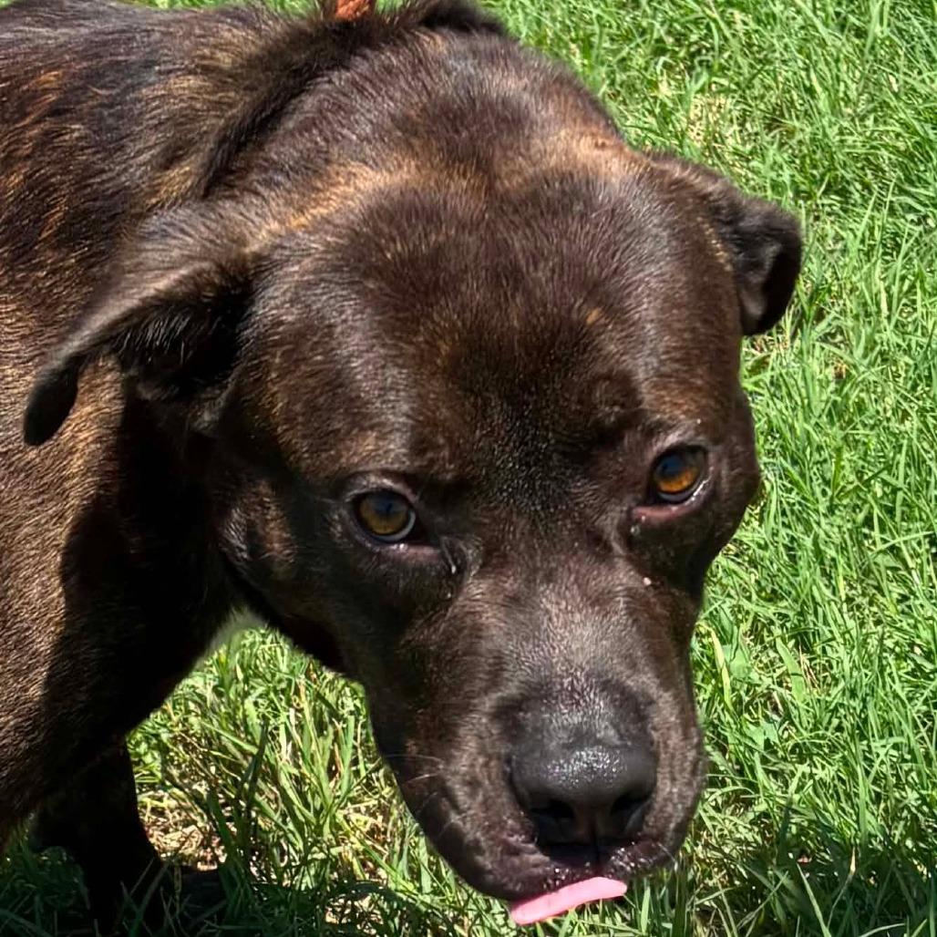 Enlarge Bubbie *, a Adoptable mixed breed in Hackett, AR image 2/6