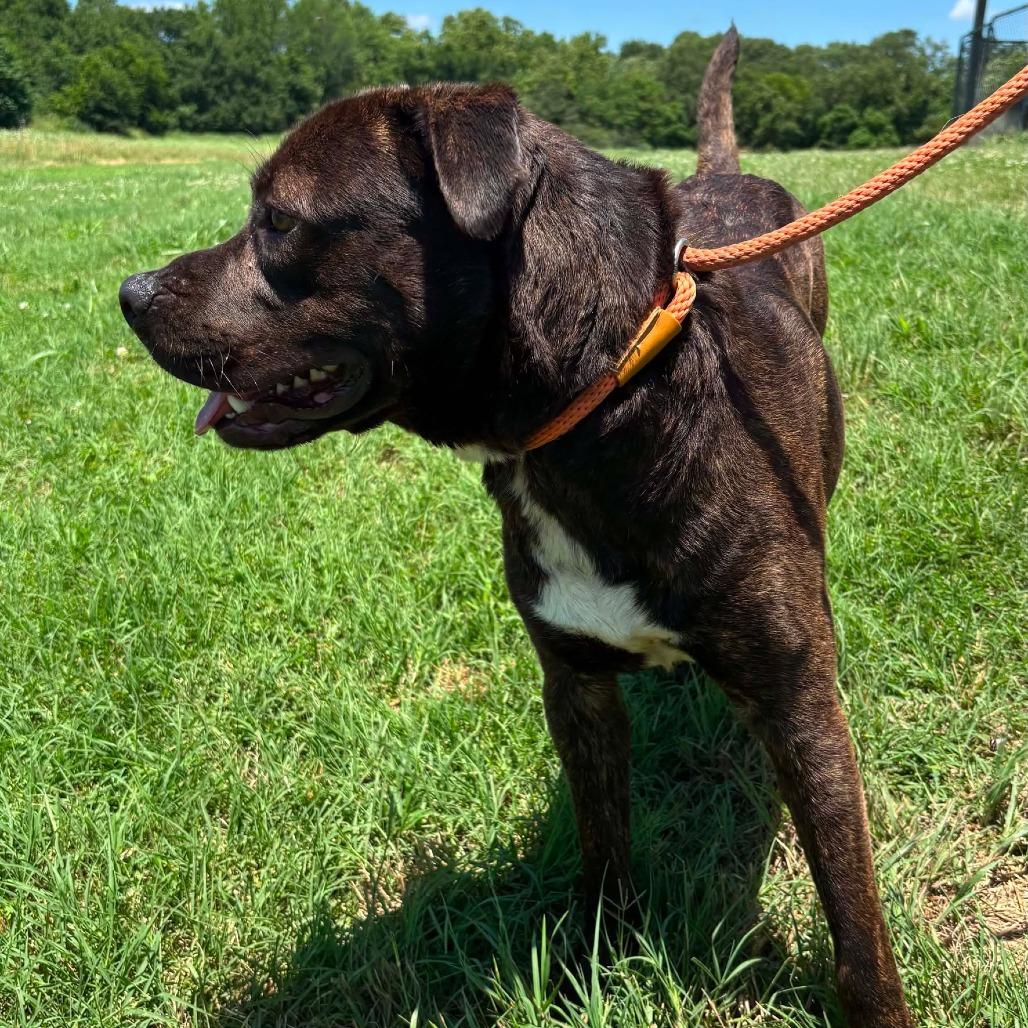 Enlarge Bubbie *, a Adoptable mixed breed in Hackett, AR image 3/6