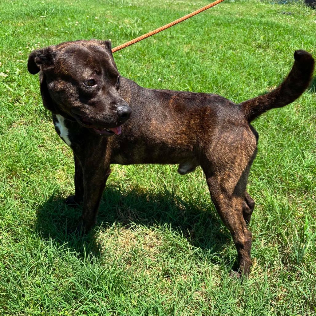 Enlarge Bubbie *, a Adoptable mixed breed in Hackett, AR image 4/6