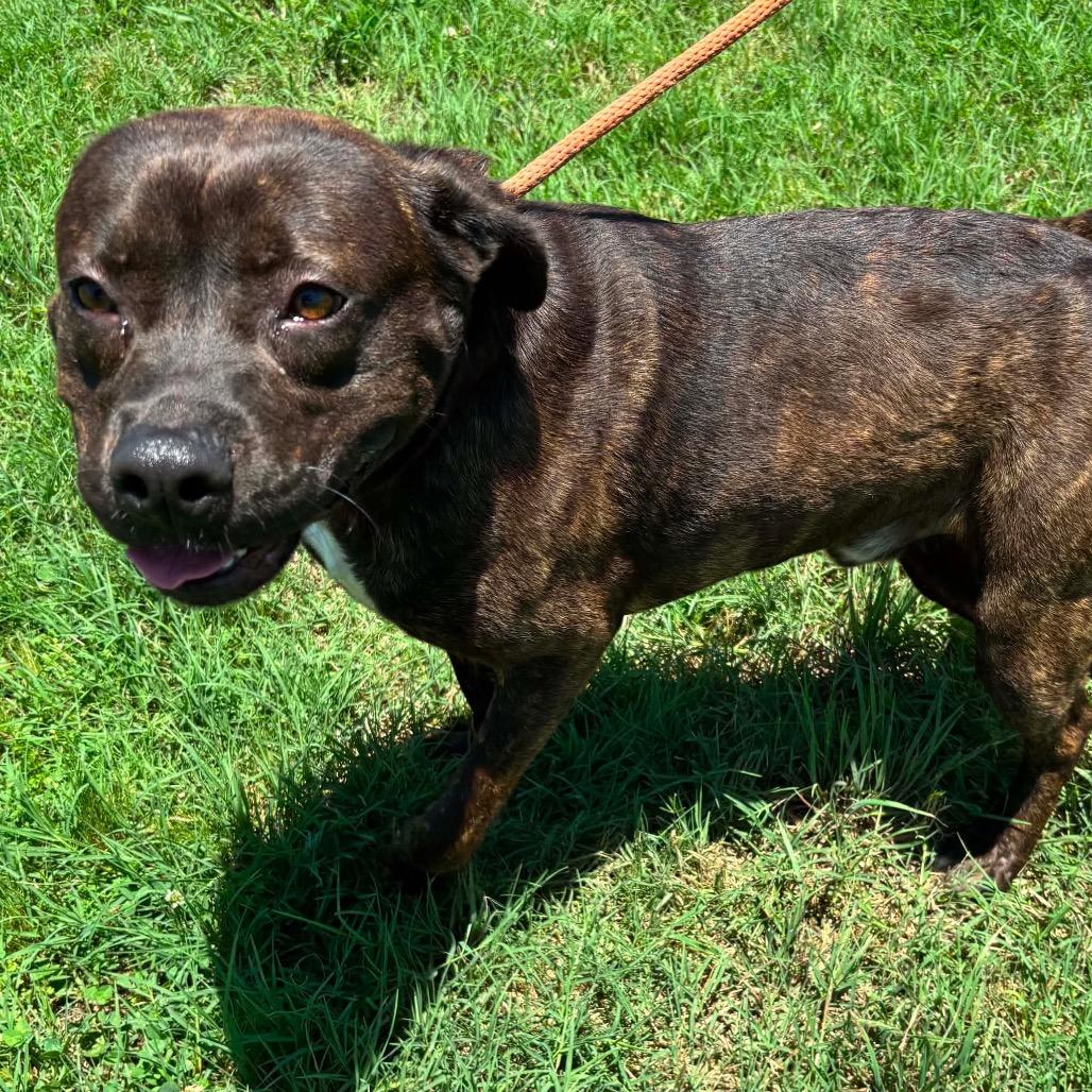 Enlarge Bubbie *, a Adoptable mixed breed in Hackett, AR image 5/6