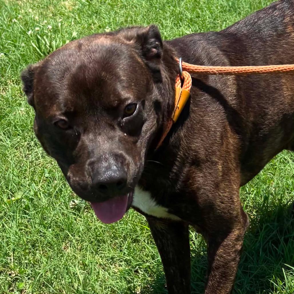 Enlarge Bubbie *, a Adoptable mixed breed in Hackett, AR image 6/6