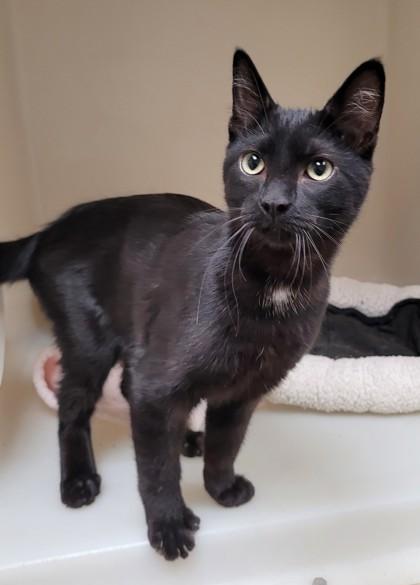 Enlarge Ollie, a Adoptable mixed breed in Kalispell, MT image 1/1