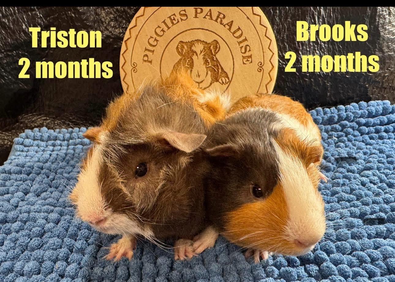 Triston and Brooks, Adopted, Baby Male Guinea Pig.