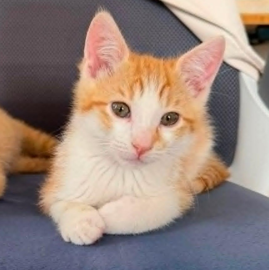Oriana, a Adoptable mixed breed in San Jose, CA image 1/2