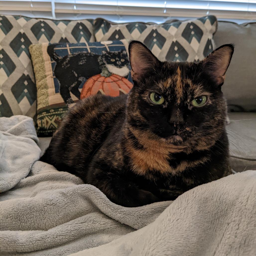 Enlarge Marceline - Home to Home, a Adoptable mixed breed in South Elgin, IL image 1/1